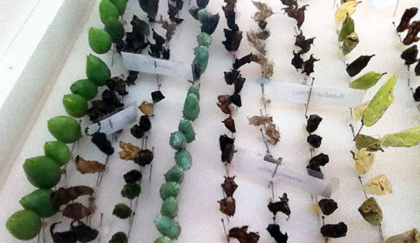 photo of several rows of chrysalises of different types