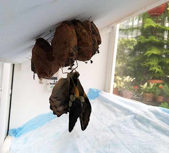 photo of an underdeveloped brown clipper butterfly clinging to a luna moth chrysalis