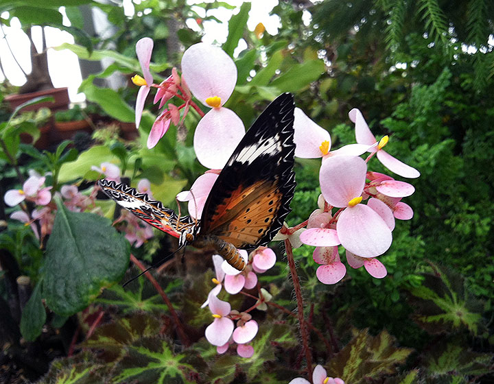 photo of a leopard lacewing butterfly on a light pink flower