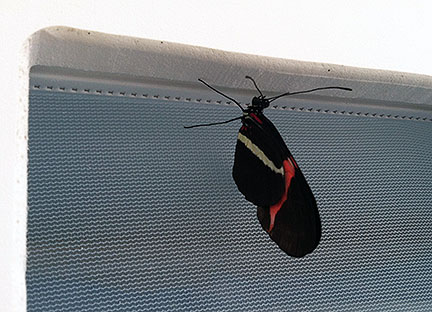 photo of longwing butterfly