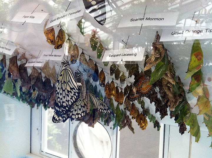 photo of three emerged paper kite butterflies clinging to chrysalises
