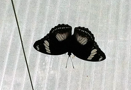 photo of a black and white butterfly