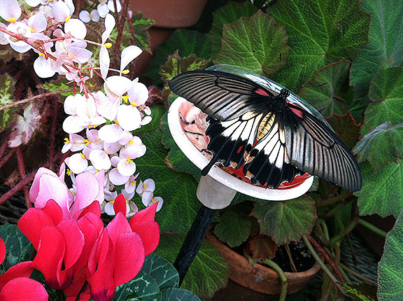 A swallowtail without one of its telltale "tails"