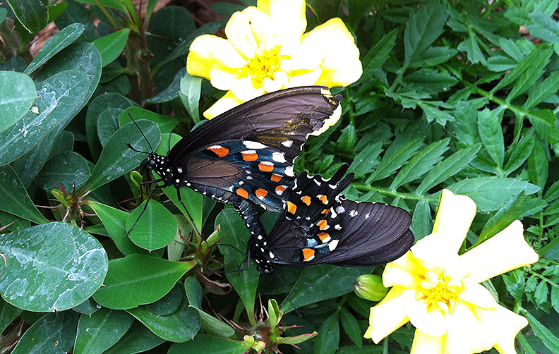 Mating pipevine swallowtails; note the top one's wing is so battered you can see the yellow of the marigold through it