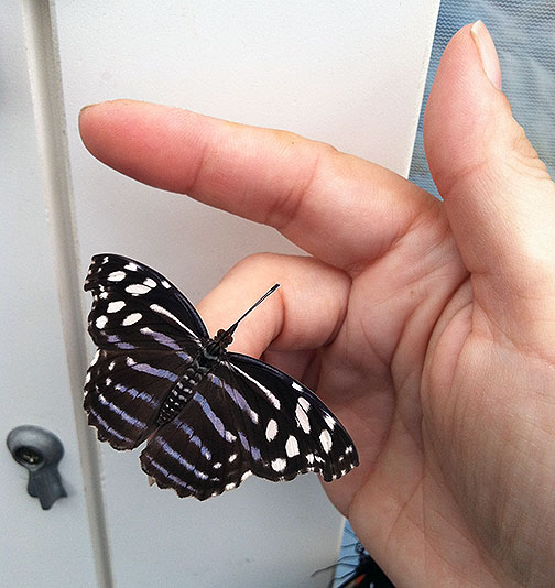 A Mexican bluewing whose coloring is more of a light violet than the usual cobalt blue