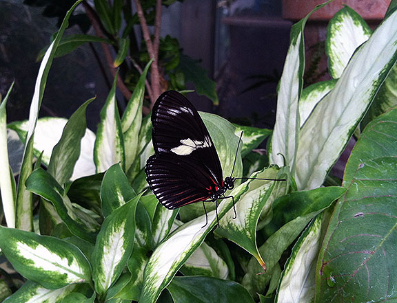 Butterfly on foliage
