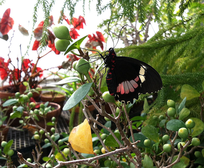 Butterfly on a tropical plant
