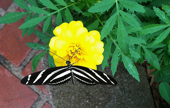 A zebra longwing on one of the marigolds brought into the conservatory for the butterflies
