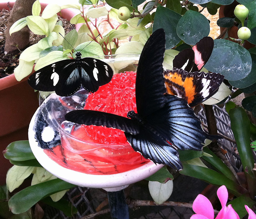Four different varieties of butterflies share a feeding dish