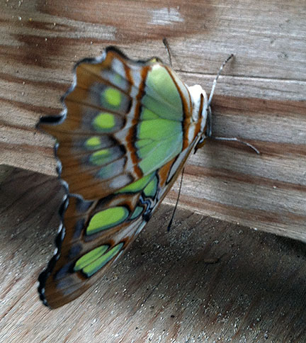 A green and brown butterfly hanging upside down