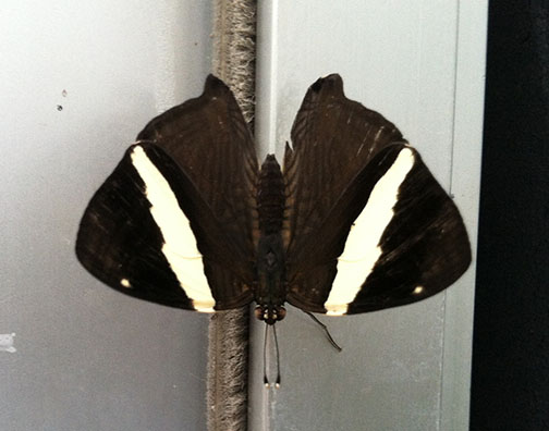 The top side of the same butterfly's wings, black except for a white nearly vertical stripe