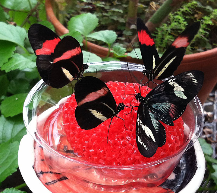 Four longwing butterflies in a feeding dish