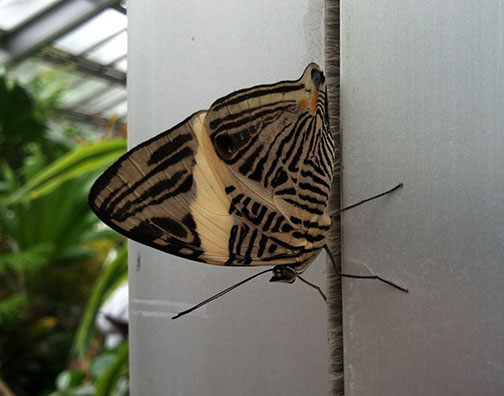 The very striped and patterned underside of a butterfly's wings