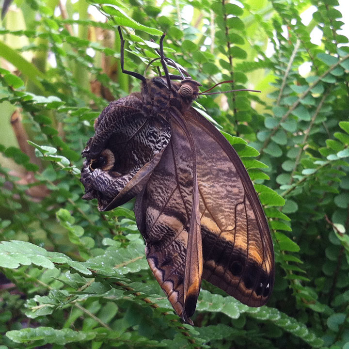 Giant owl butterfly
