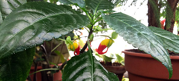 Plant with what look like tiny peppers, half yellow and half red