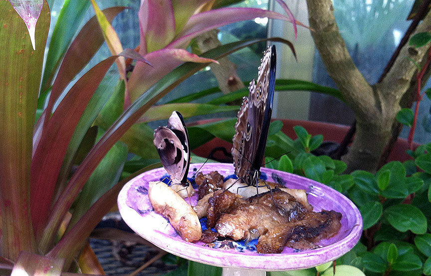 Two butterflies, including a blue morpho, eat bananas