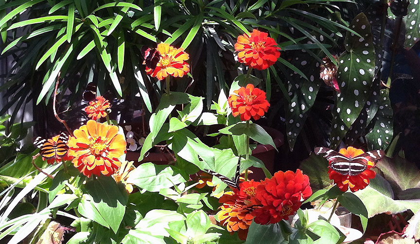 Five butterflies sunning on orange zinnias