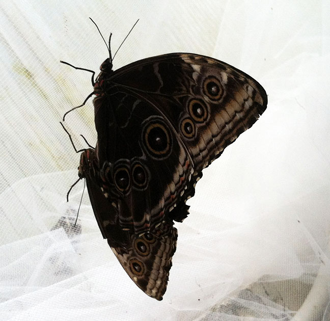 She also said she thought she had found a mating pair, and she had – these blue morphos. They’re by the outward-sloping metal walls of the conservatory and the netting inside them.