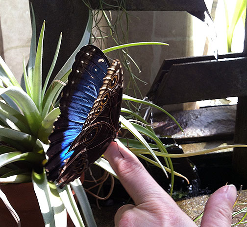 I told her I was hoping to get a blue morpho open (me and so many other people) so she kept an eye out for me. This one in the orchid room was a tease.