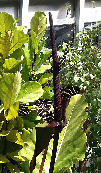 This plant was a popular perch for zebra longwings.