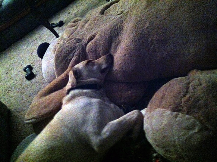 Blonde dog using giant stuffed dog as a pillow