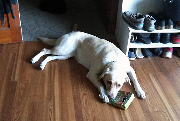 dog chewing box