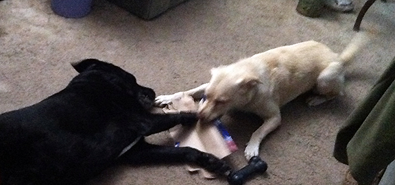 two dogs fighting over a box