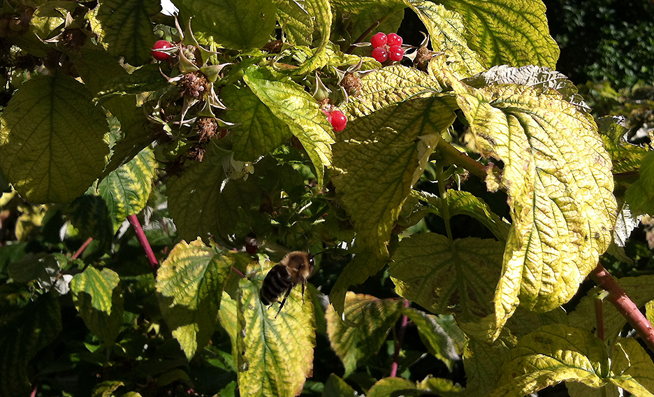 bee flying in raspberry bush