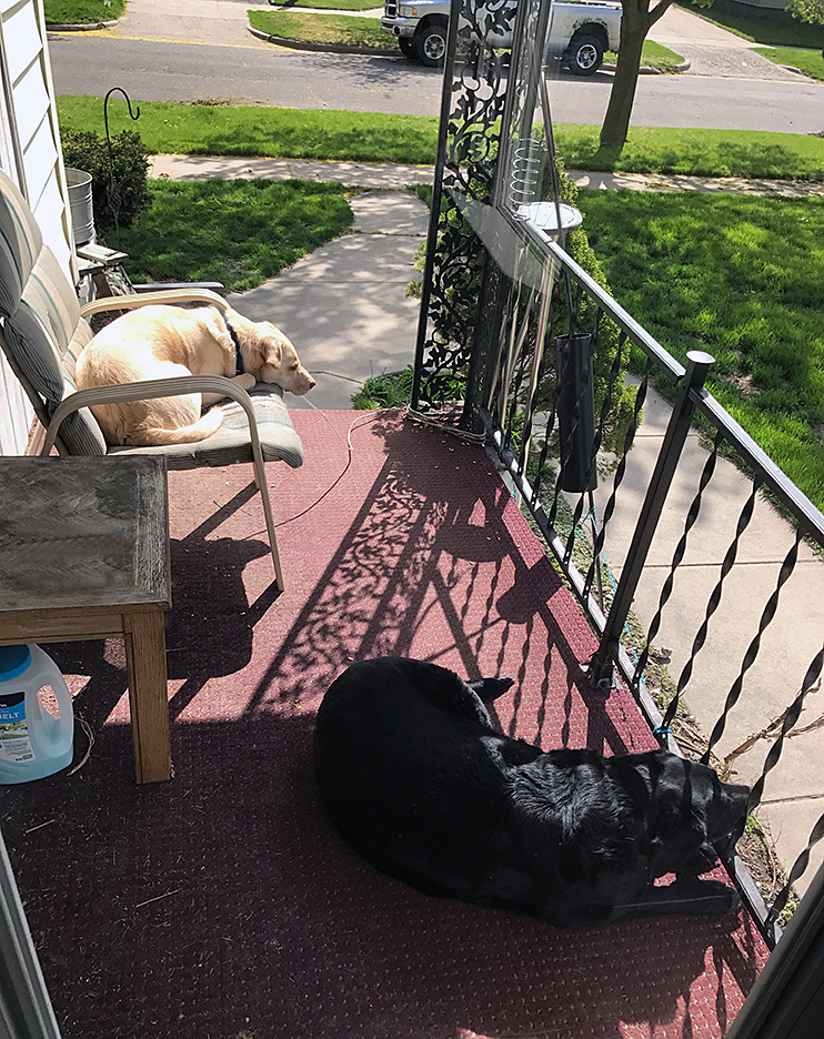 Abbey and Maggie soaking up the sun on the porch