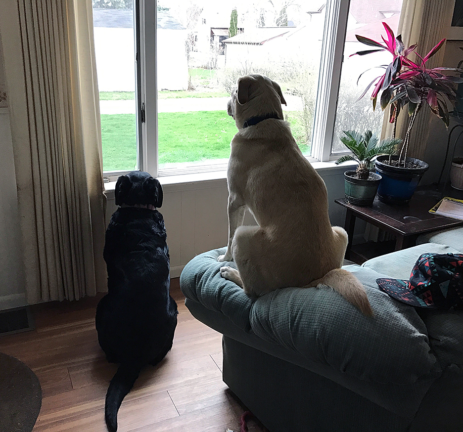 Maggie and Abbey staring out the driveway waiting for my husband