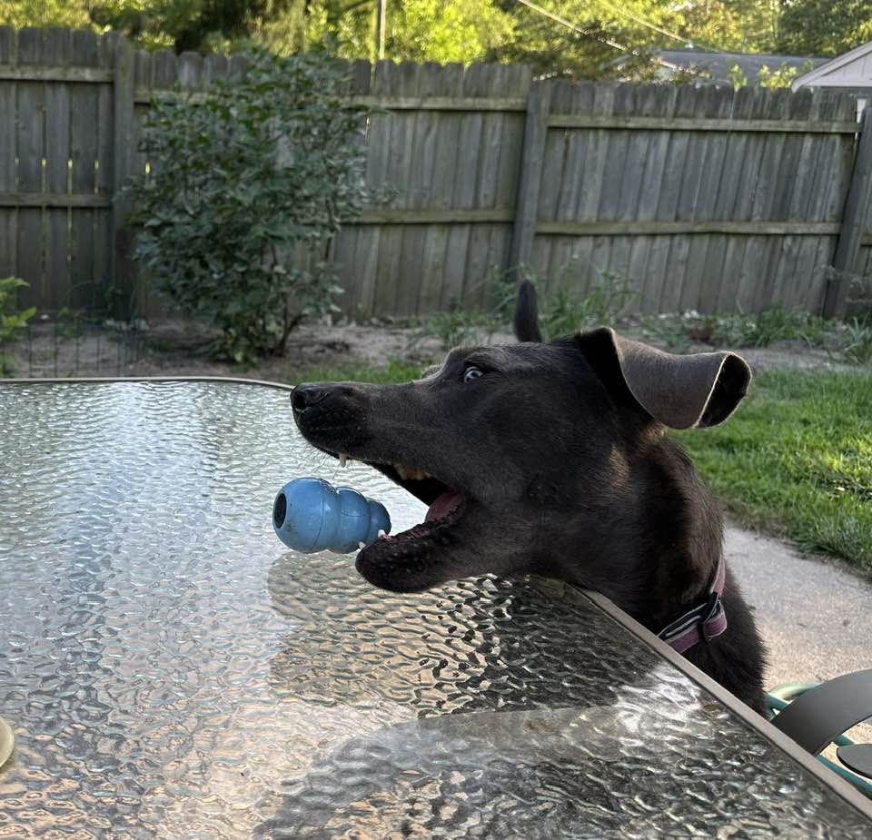 charcoal Labrador retriever reaching for Kong toy on glass-top outdoor table