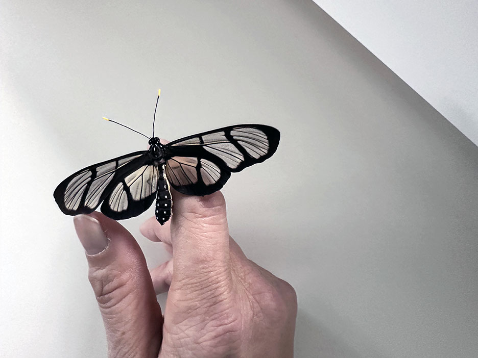 giant glasswing butterfly on my hand